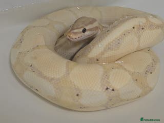 Python Snake reptiles 2 x Royal (Ball) Pythons, Banana Fire and Mystic - Advert 2