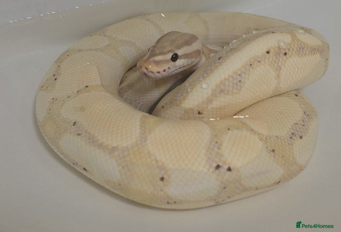 Python Snake reptiles - Advert 7