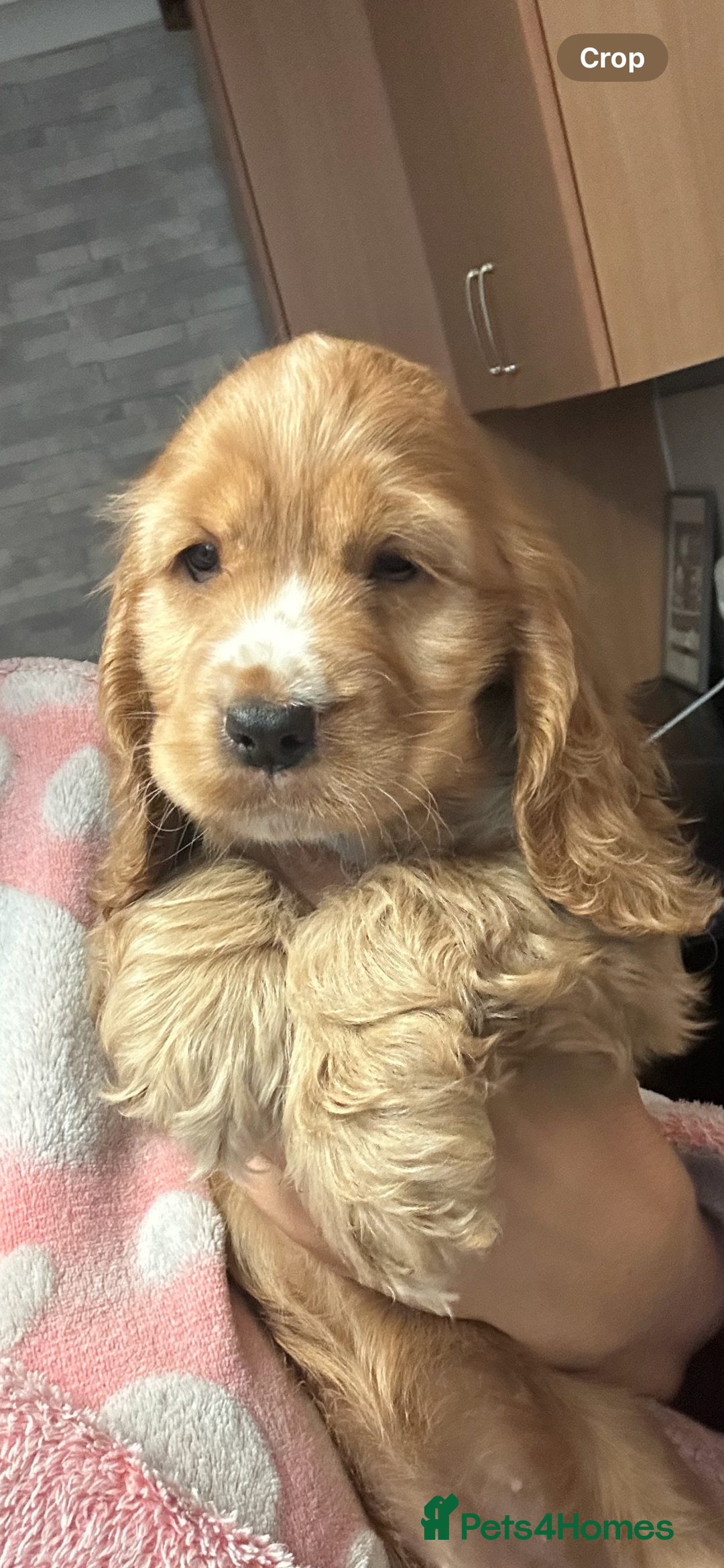 Cocker Spaniel dogs for sale: 🐶 STUNNING traditional KC show cocker spaniels*** - Image 14