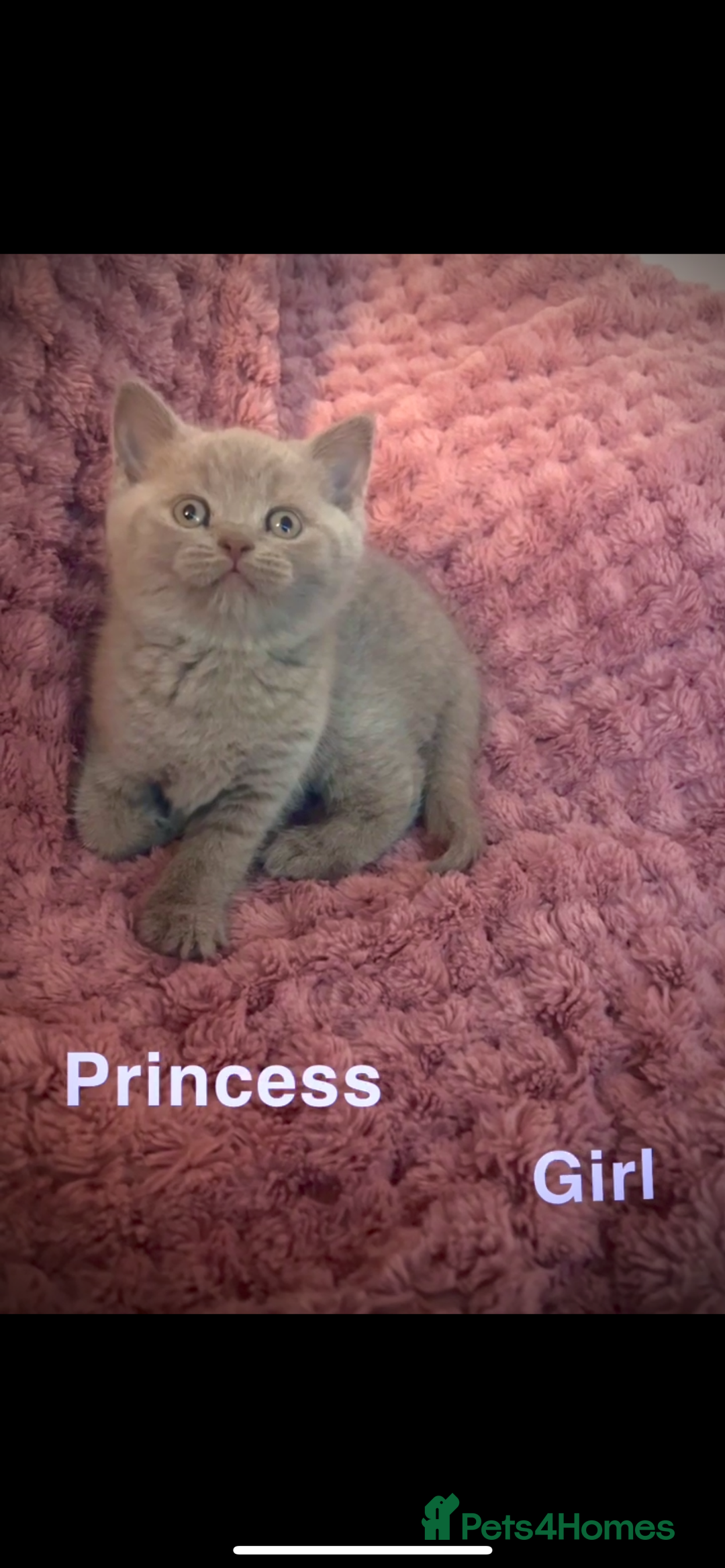 British Shorthair cats for sale: British shorthair kittens - Advert 2