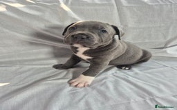 Staffordshire Bull Terrier dogs for sale: **Ready To Leave**KC Blues Champ Blood in Coventry - Image 39