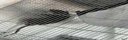 Rat rodents for sale: Dumbo rats in Stanford-le-Hope - Advert 2