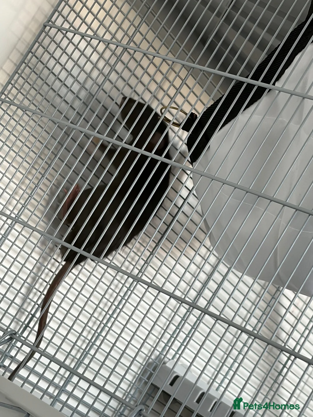 Rat rodents for sale: Dumbo rats in Stanford-le-Hope - Advert 2