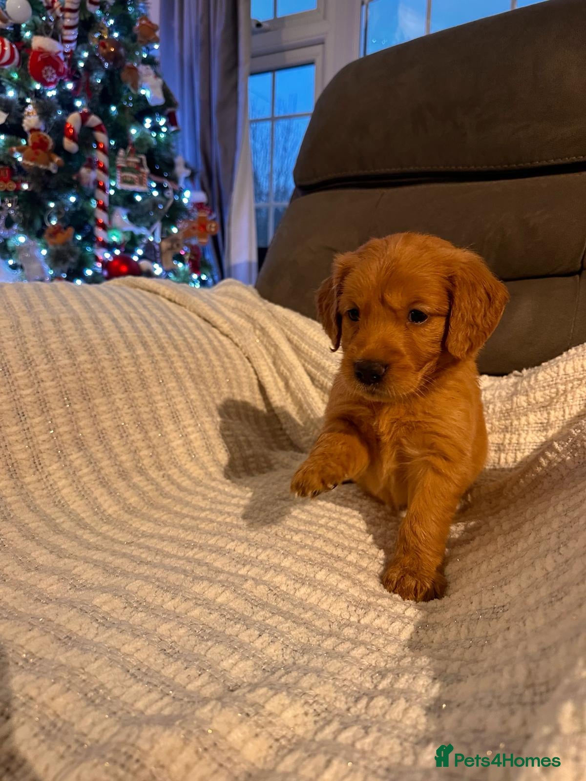 Golden Retriever dogs beautiful KC GR READY 23/12/25 - Advert 1