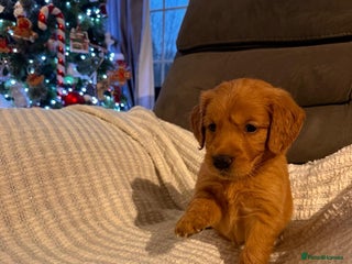 Golden Retriever dogs beautiful KC GR READY 23/12/25 - Advert 1