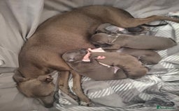 Italian Greyhound dogs for sale: Classic Italian greyhound babies  - Image 16