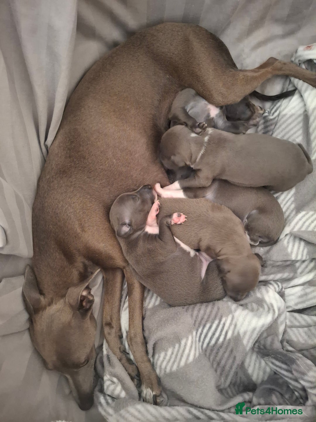 Italian Greyhound dogs for sale: Classic Italian greyhound babies  - Image 16