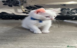 Mixed Breed cats for sale: White Gray and Ragdoll Kittens - Image 13