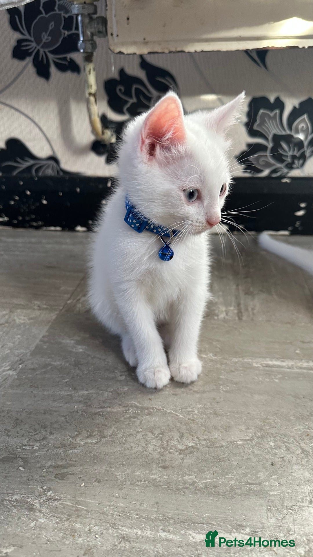 Mixed Breed cats for sale: White Gray and Ragdoll Kittens - Image 13