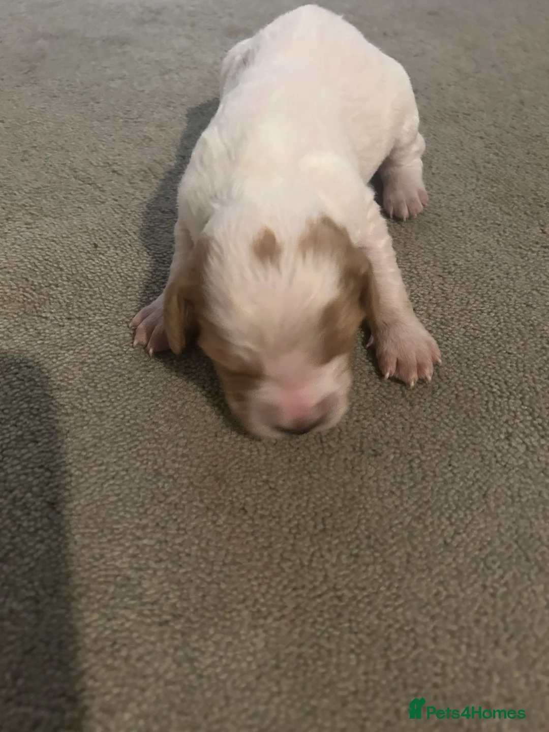Mixed Breed dogs for sale: Beautiful Cocker cross Brittany Spaniel Puppies - Advert 20
