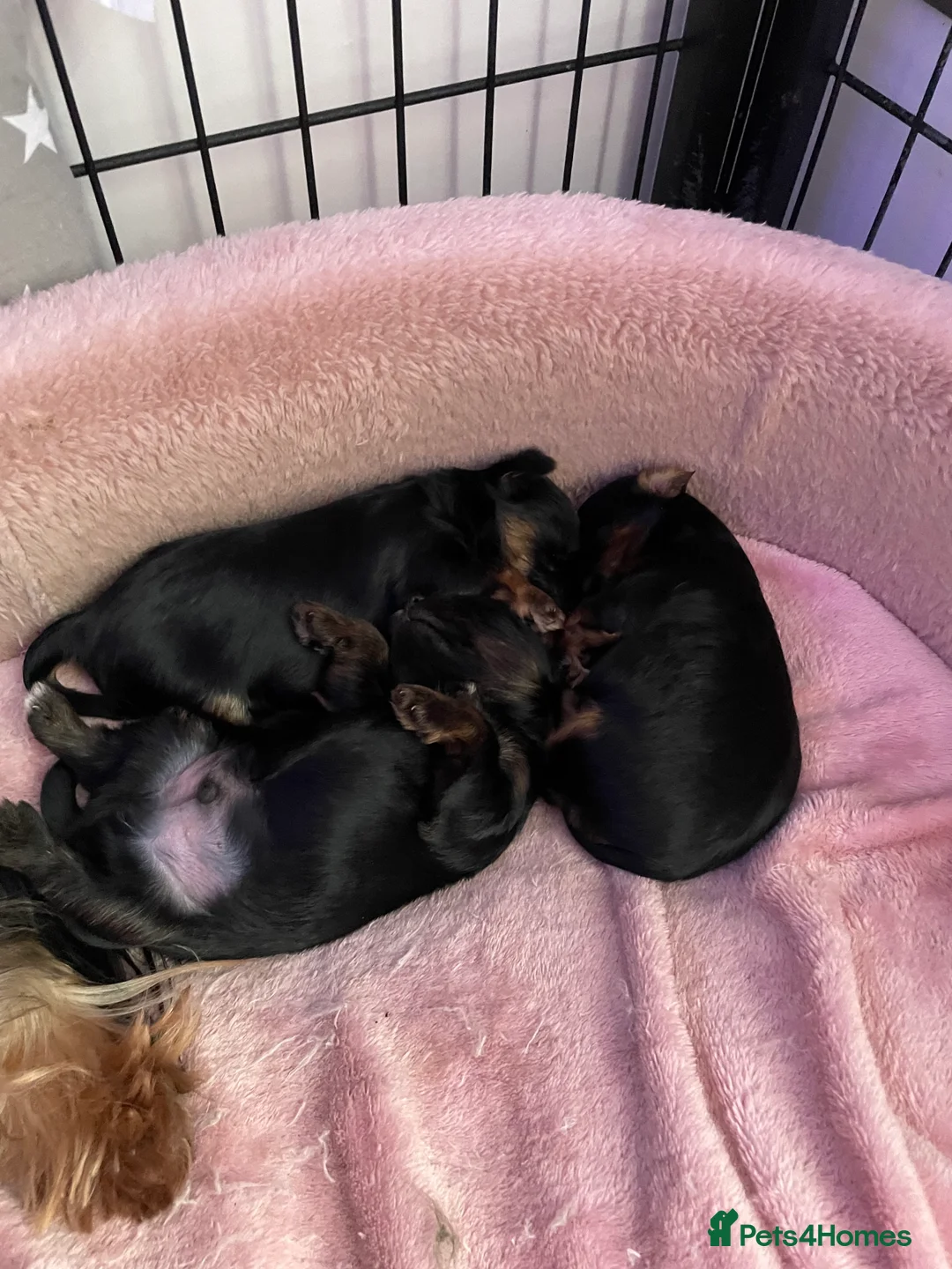 Yorkshire Terrier dogs for sale: pure breed yorkshire terrier  - Advert 7