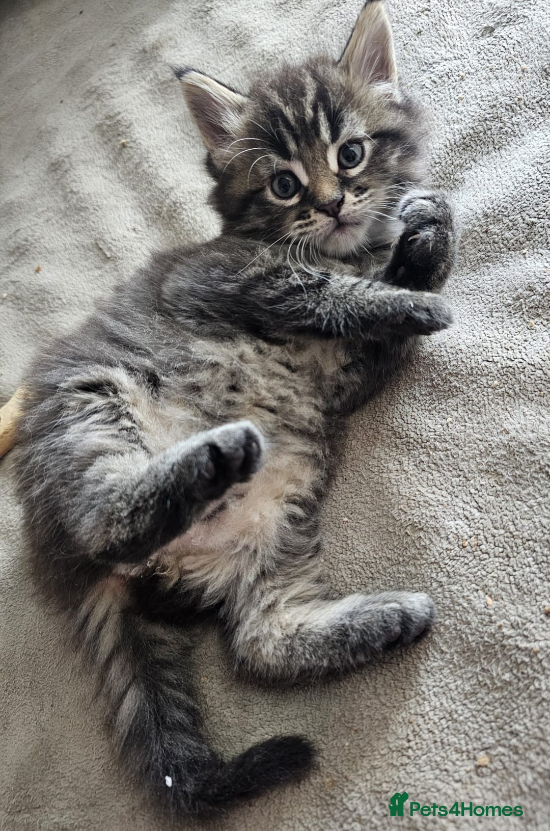 Maine Coon cats for sale: 2 stunning 3/4 Maine Coon boys - Image 6