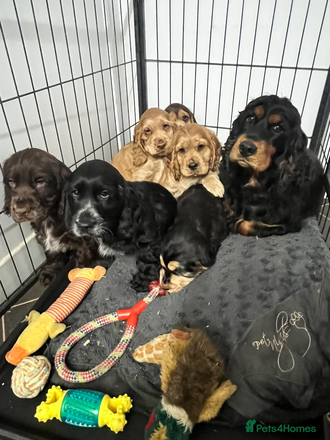 Cocker Spaniel dogs for sale: Gorgeous true to type KC show cockers - Advert 11