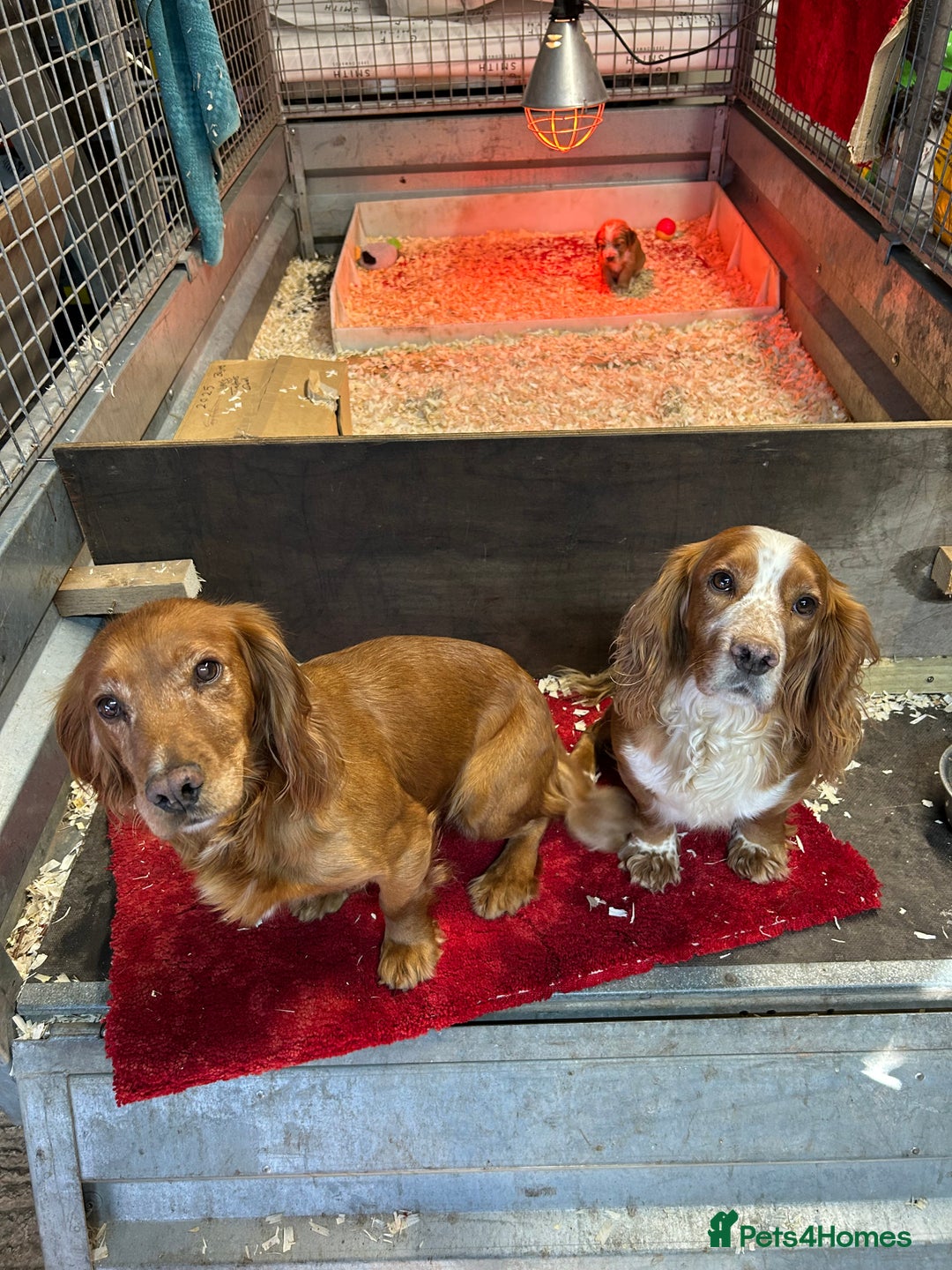 Cocker Spaniel dogs for sale: Working Cocker Spaniel pups - Image 4