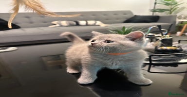 British Shorthair cats STUNNING BSH LILAC KITTENS 3 MALES/1 FEMALE  - Advert 8
