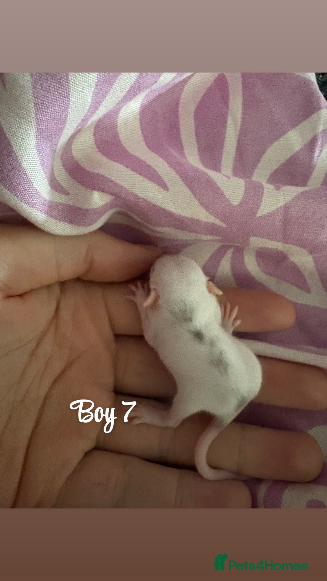 Rat rodents for sale: Babies rats (waiting list) in Honiton - Image 14