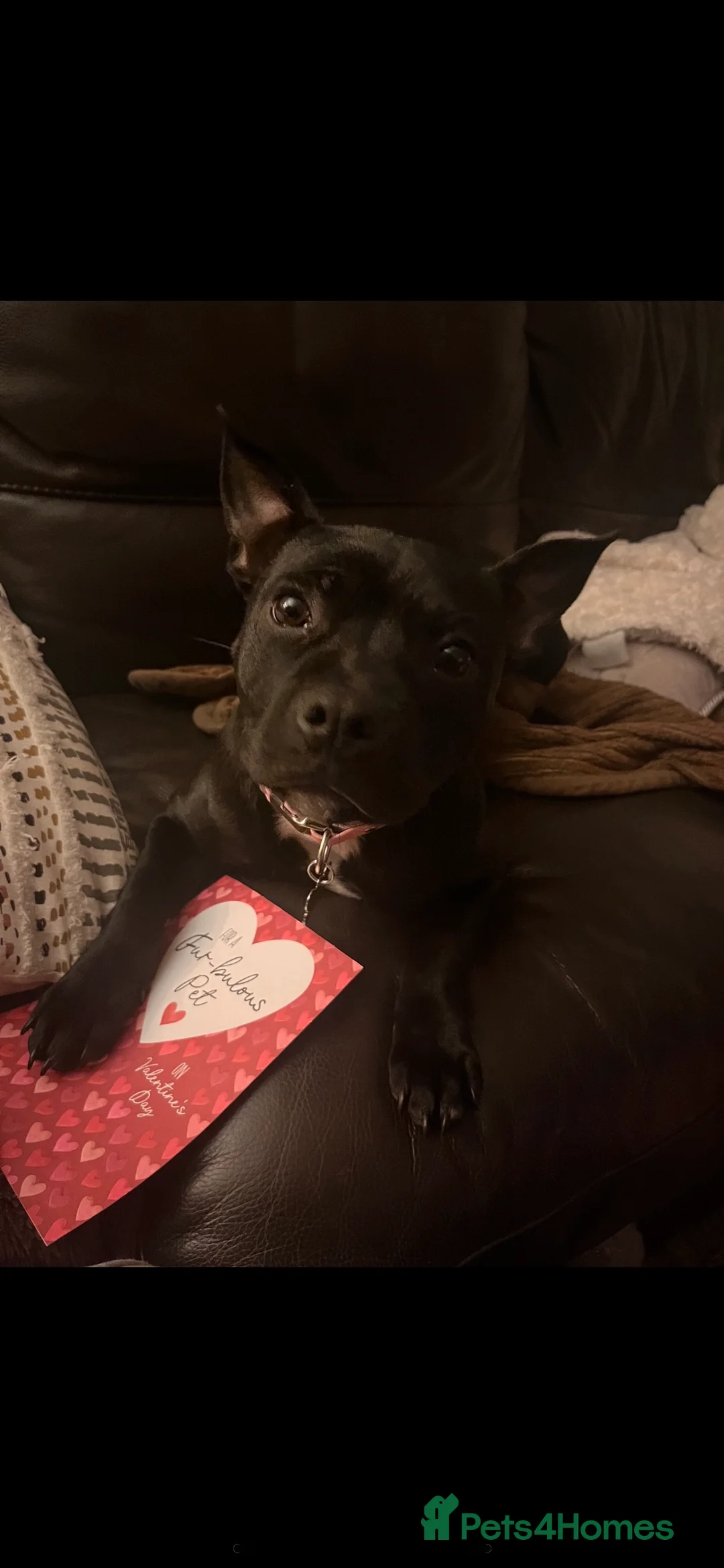 Staffordshire Bull Terrier dogs for sale: Beautiful staffy pups for sale  - Advert 28