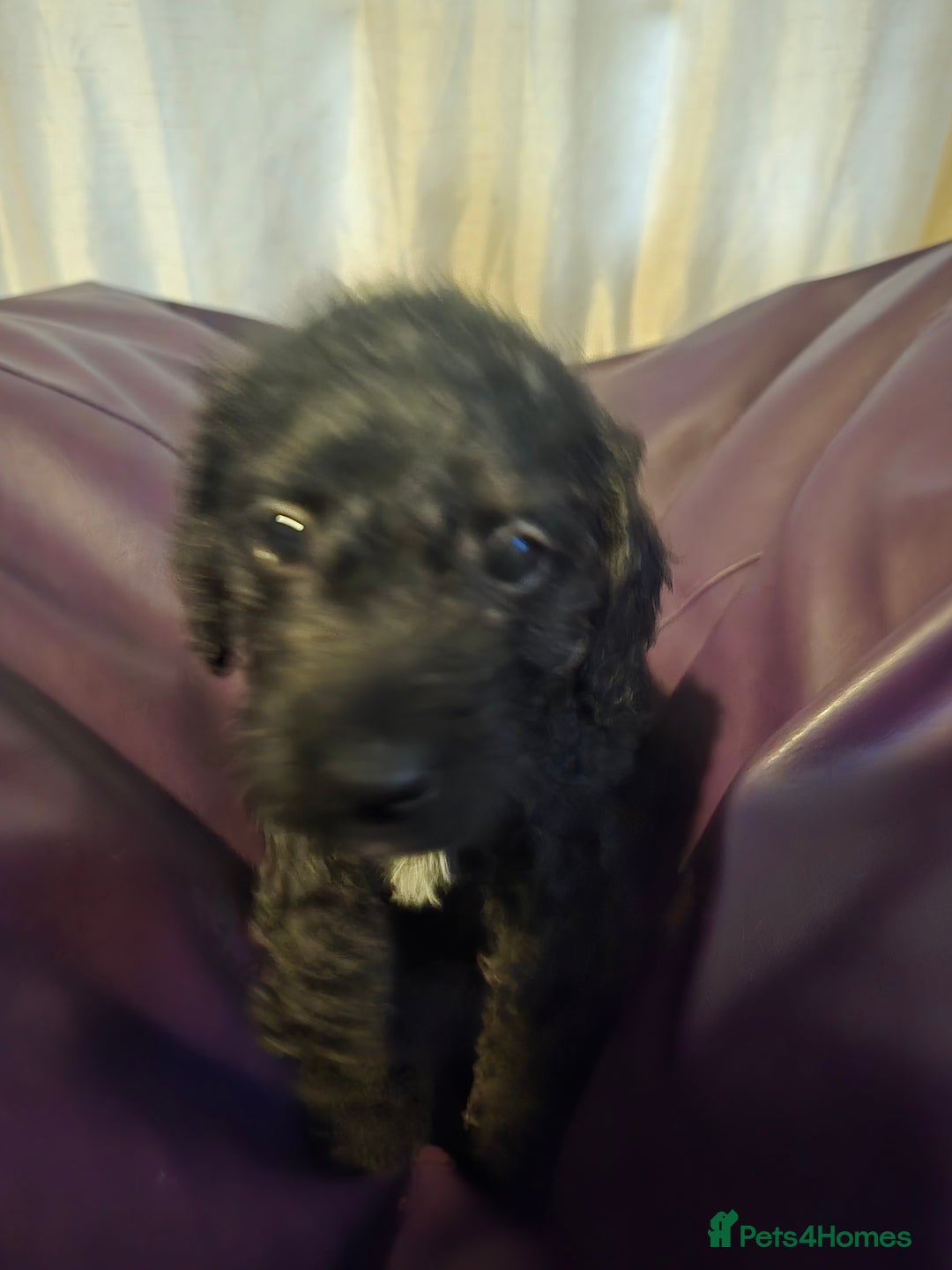 Mixed Breed dogs for sale: Poodles cross patterdale boy pupies - Advert 14
