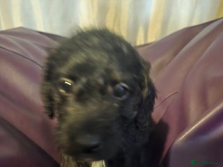 Mixed Breed dogs LAST BOY AVAILABLE Poodles cross patterdale pupies - Advert 2