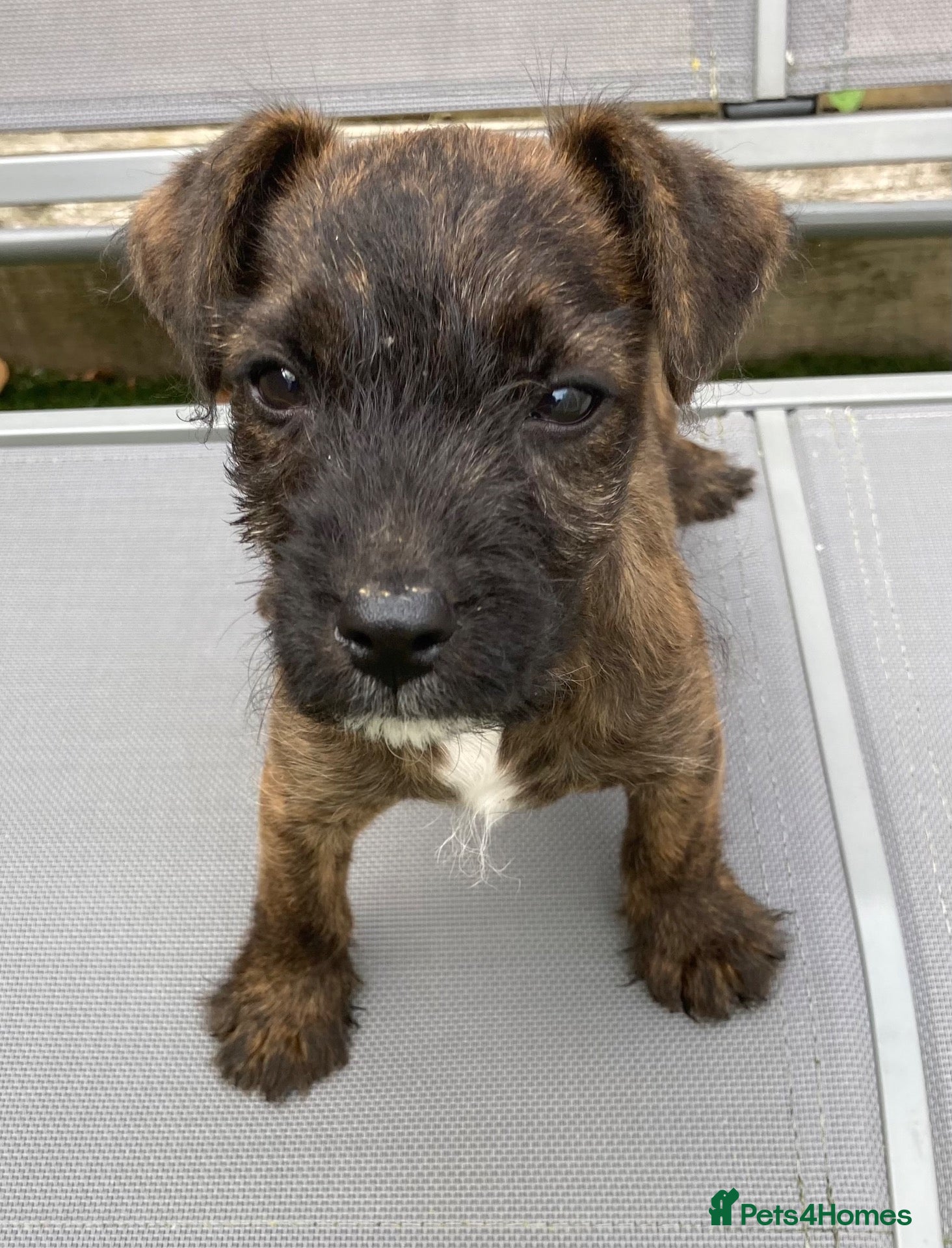 Jack Russell dogs Beautiful Jack Russell puppies  - Advert 19