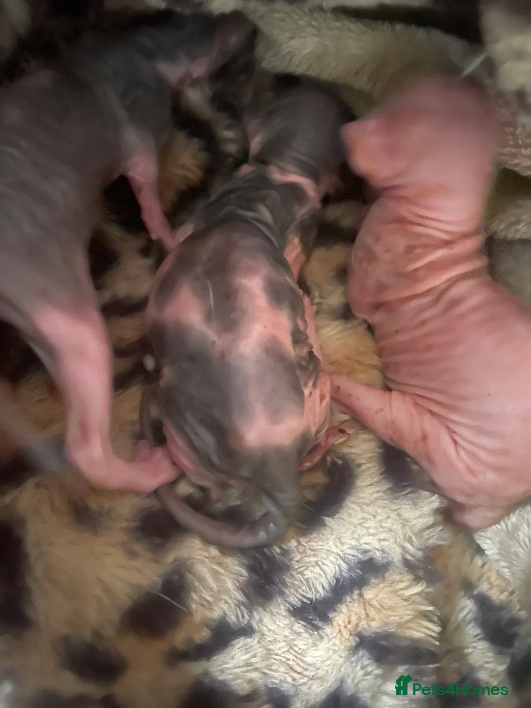 Sphynx cats for sale: Beautiful sphynx kittens - Advert 5