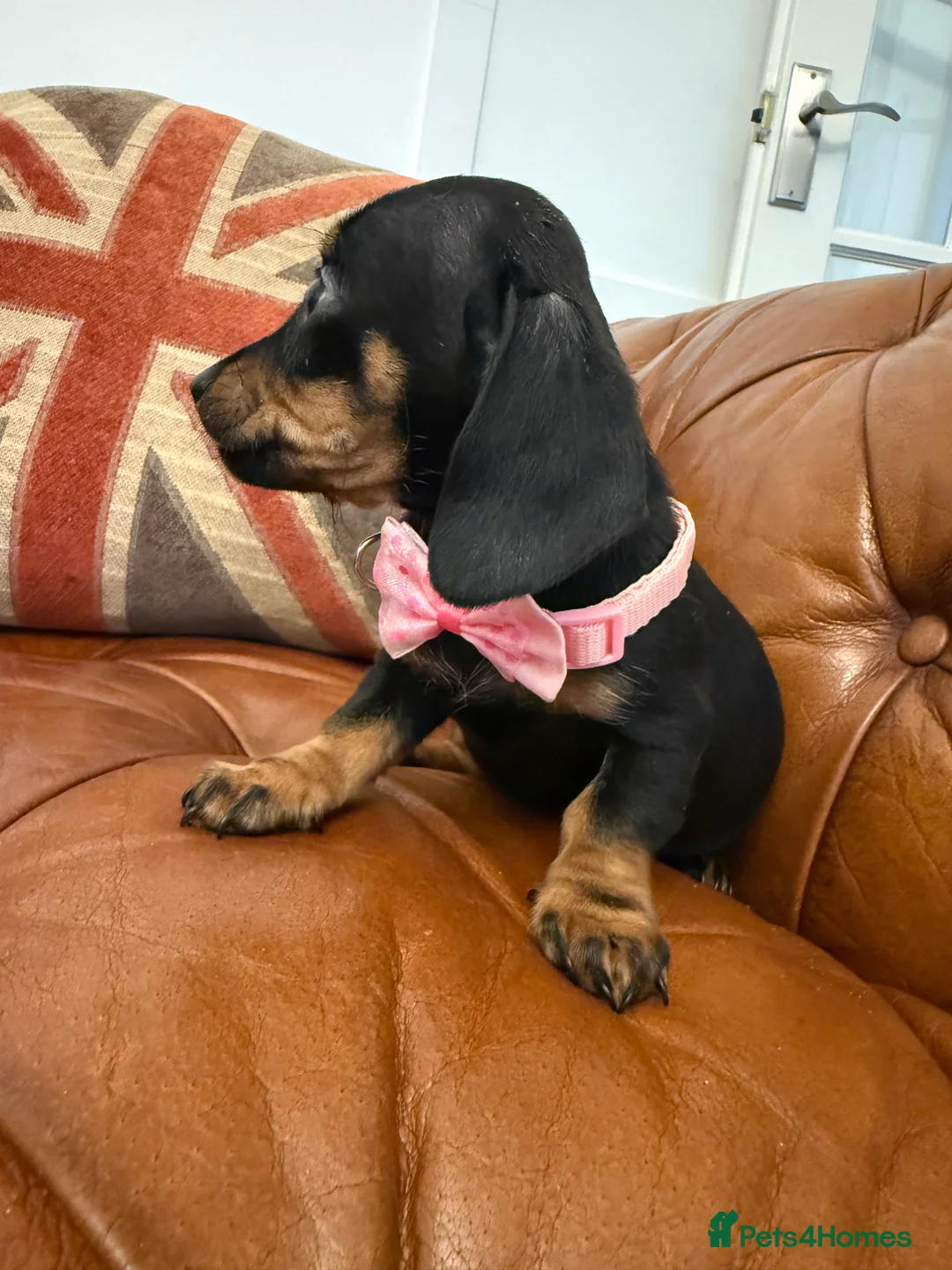 Miniature Dachshund dogs for sale: Stunning Pups 5 ⭐ Star Licensed 5 ⭐ Reviews!  - Advert 25