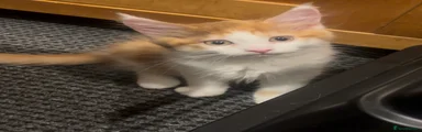 Long hair kitten( ginger)