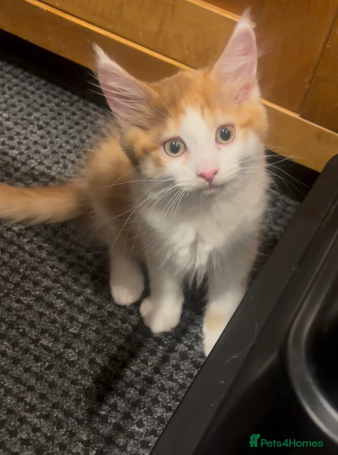 Mixed Breed cats for sale: 3 kitten rehoming - Advert 23