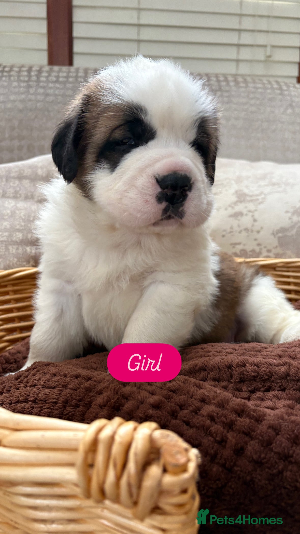 Saint Bernard dogs Chunky family raised champ blood Saint Bernard 🐶  - Advert 2