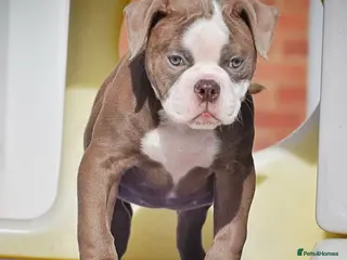 Olde English Bulldogge dogs 23 years experience 5⭐️Rated licensed - Advert 8