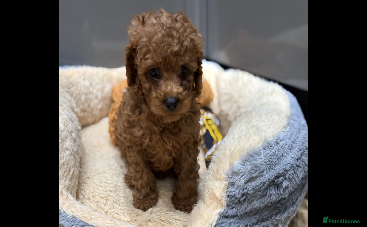 Cavapoo dogs Cavapoo pups  - Advert 4