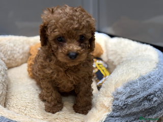 Cavapoo dogs Cavapoo pups - Advert 6