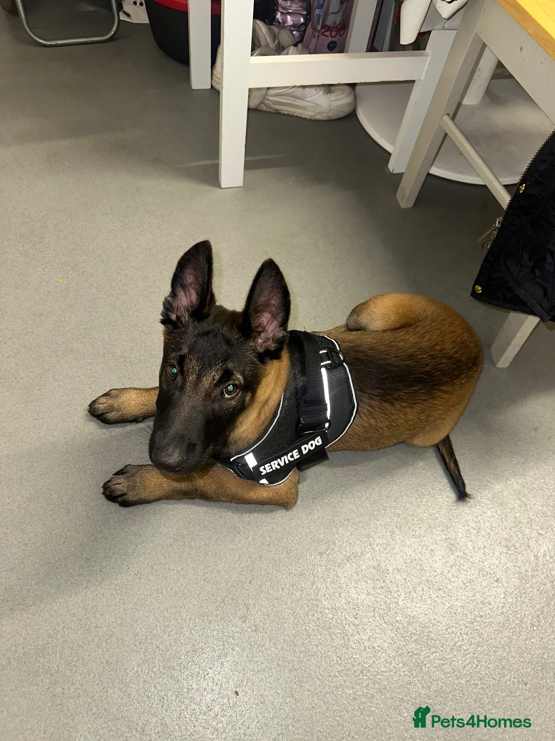 Belgian Shepherd Dog dogs for sale: 13 week old Malinois needs re homing - Advert 2