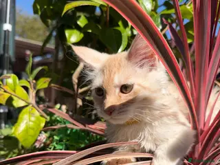 Maine Coon cats Maine Coon 3/4 Cross Kittens LAST GIRL - Advert 6