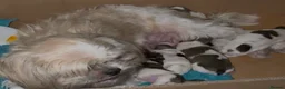 Shih Tzu dogs for sale: PURE TINY SHIH TZU PUPPIES😍 - Advert 3