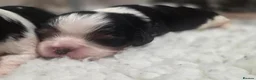Cavalier King Charles Spaniel dogs for stud: Health Tested KC Tri Cavalier Stud - Advert 5