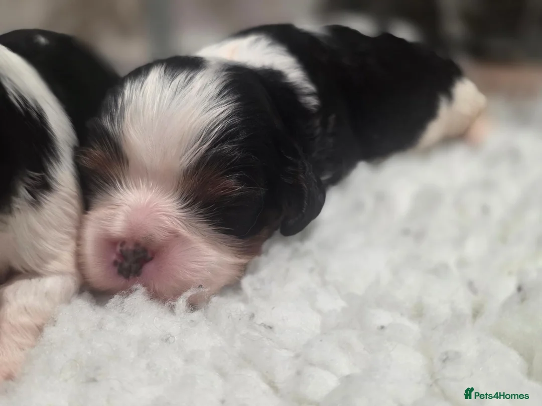 Cavalier King Charles Spaniel dogs for stud: Health Tested KC Tri Cavalier Stud - Advert 5