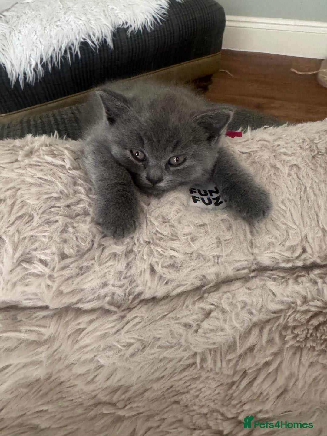 British Shorthair cats for sale: Beautiful British Shorthair Kittens  - Image 12