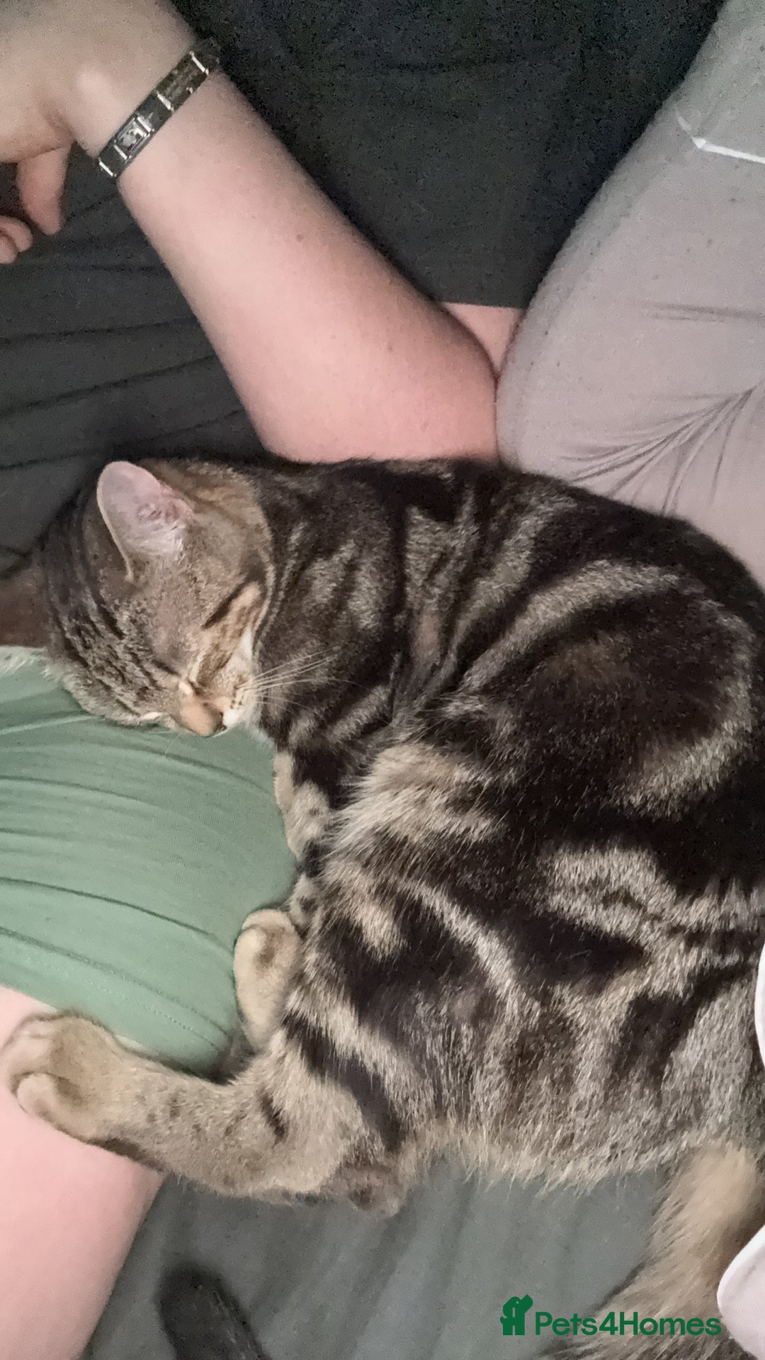 Domestic Shorthair cats for sale: FREE TO GOOD HOME - Image 4