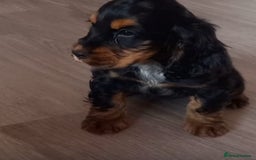 Cocker Spaniel dogs for sale: Cocker spaniel puppies  - Image 4