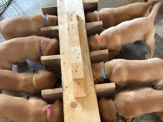 Labrador Retriever dogs KC Registered Fox Red Labrador puppies - Advert 3