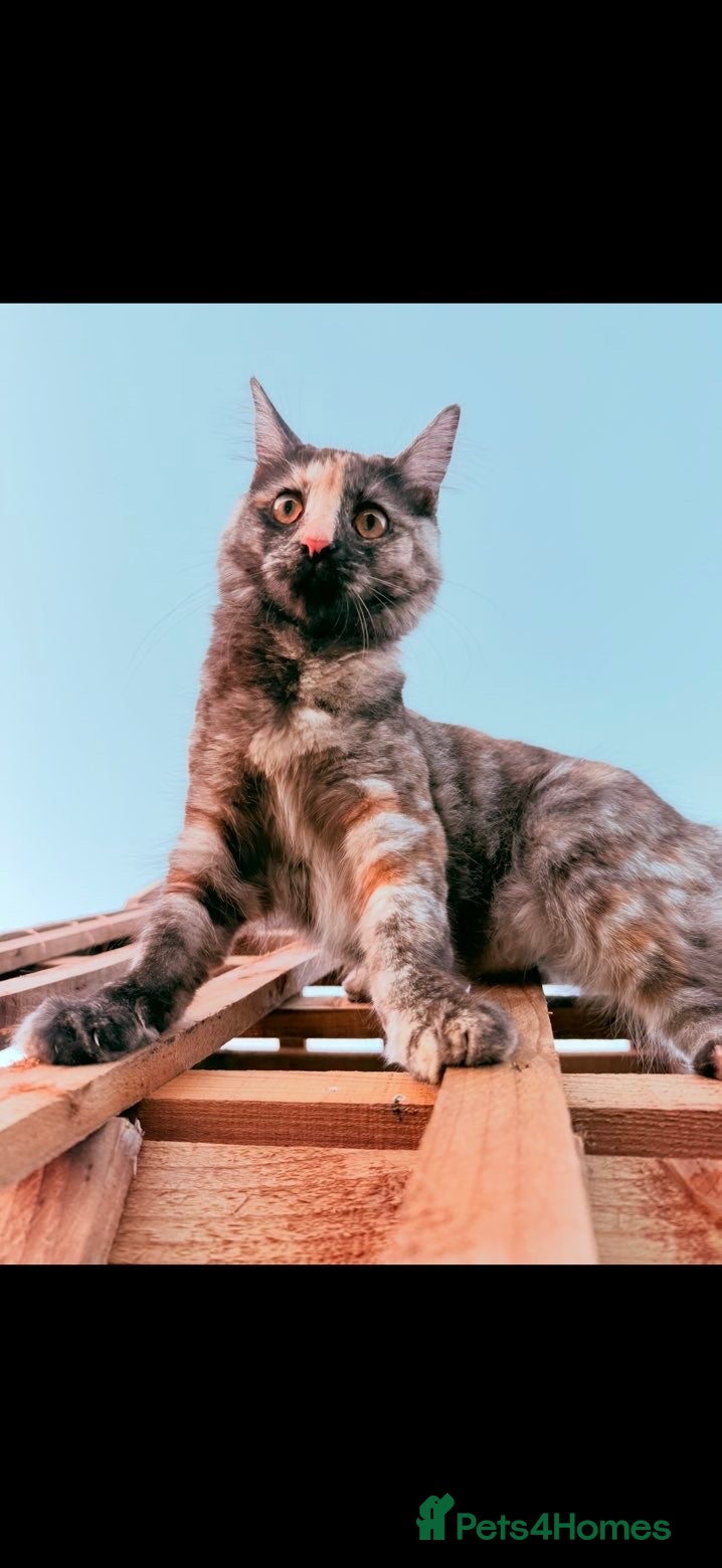 Maine Coon cats Misty Maine coon / tabby cat - Advert 1