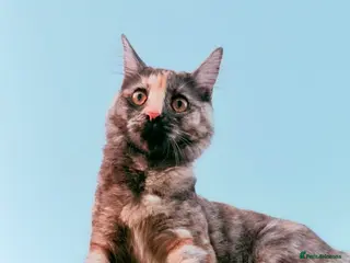 Maine Coon cats Misty Maine coon / tabby cat - Advert 2