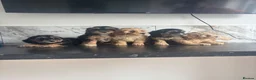 Cavapoo dogs for sale: Top quality toy Cavapoo puppies  - Advert 2