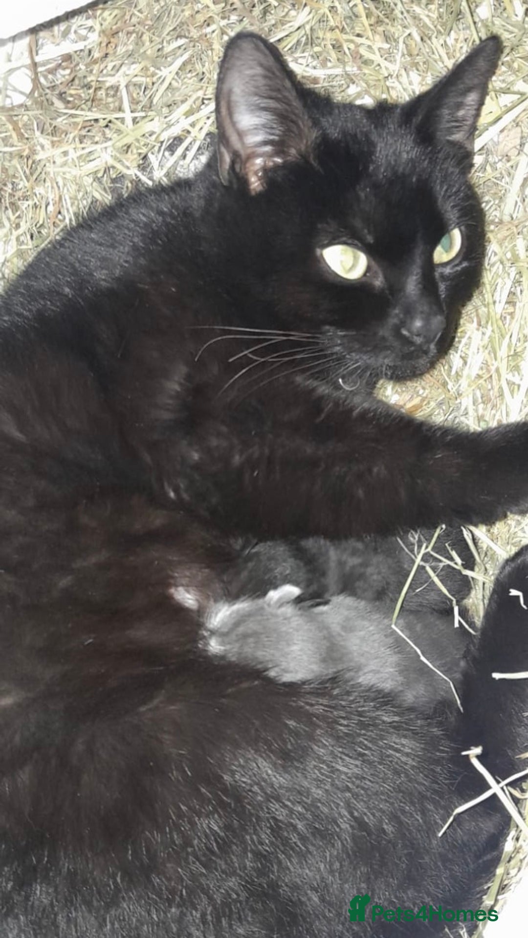 Mixed Breed cats for sale: 2 adorable female kittens  - Advert 3