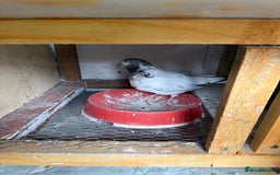 Pigeons birds for sale: Pakistani high flier pigeon for sale - Image 2