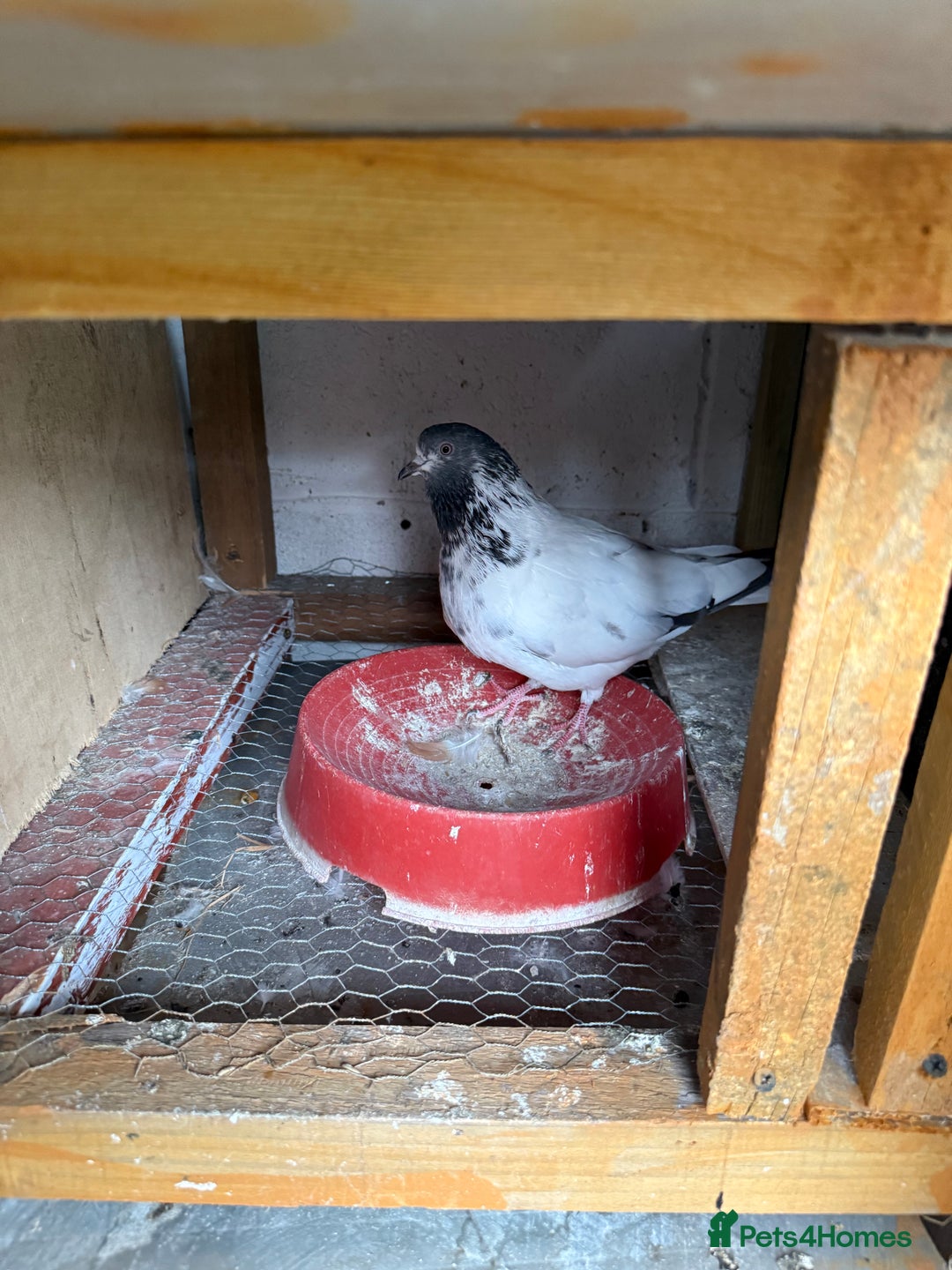 Pigeons birds for sale: Pakistani high flier pigeon for sale - Image 2