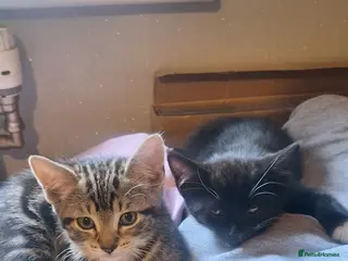 Mixed Breed cats Bengal x Maine Coon Mix - Advert 3