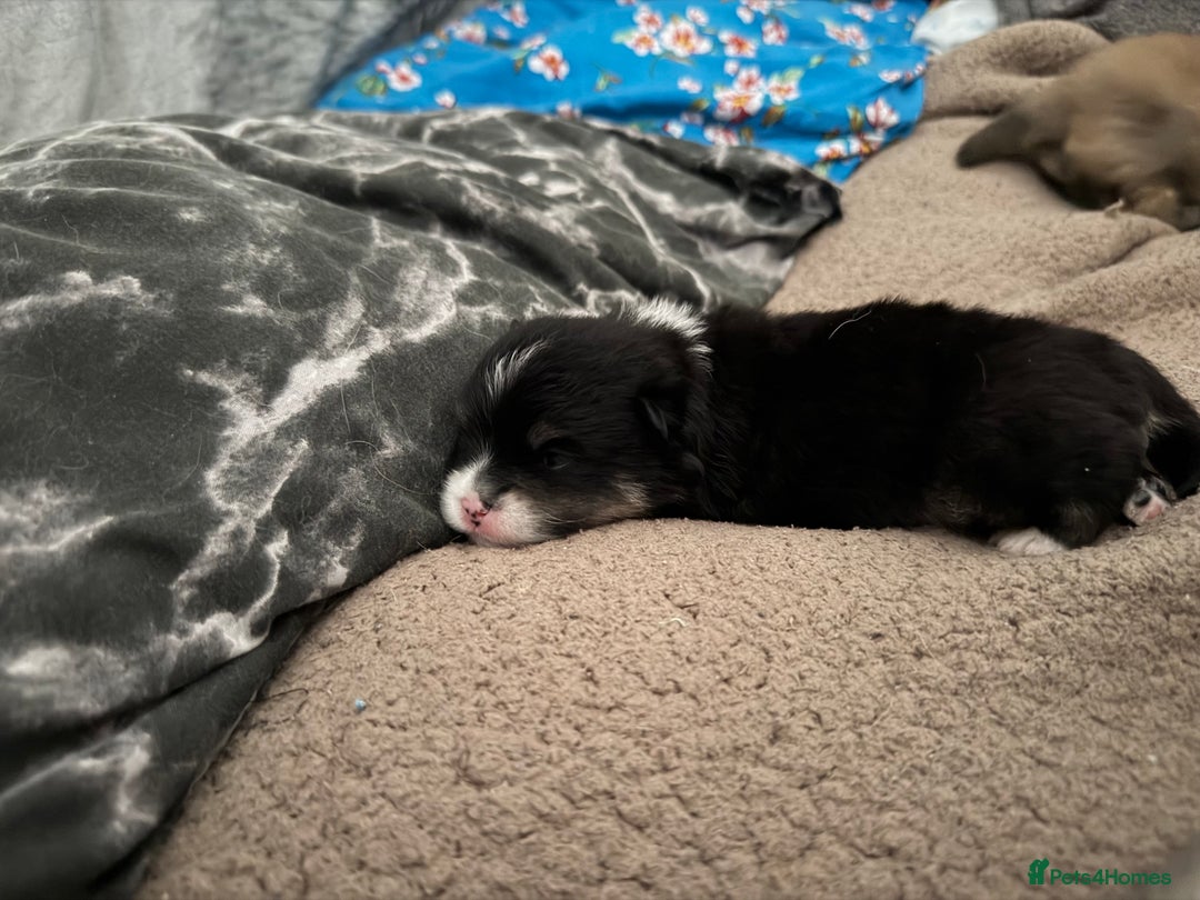 Pomeranian dogs for sale: EXTRA SMALL POMERANIAN PUPPIES  - Advert 32