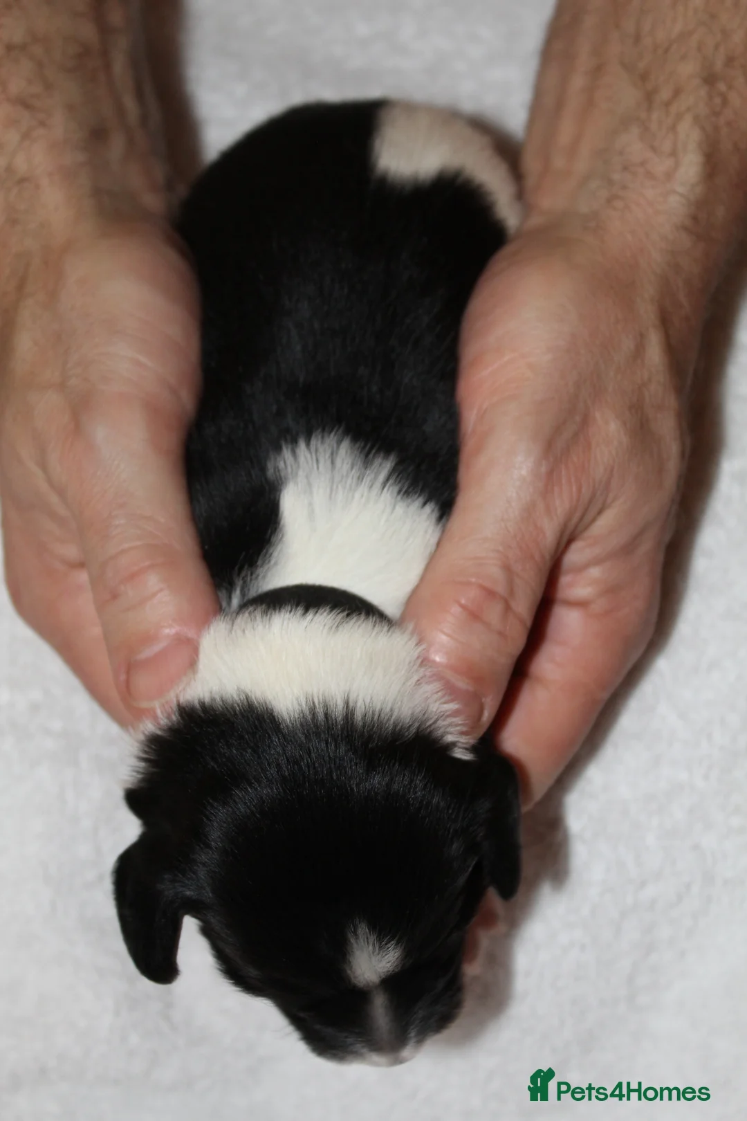 Sprollie dogs for sale: Intelligent & Affectionate Sprollie Puppies  - Advert 30